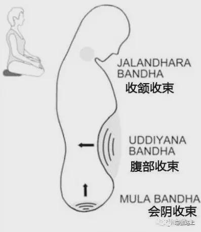 练瑜伽我们不聊腹肌星空体育app聊腹部收束Bandha（收藏级）(图3)